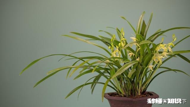 治疗兰花根腐病有哪些药