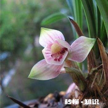 治疗兰花根腐病有哪些药