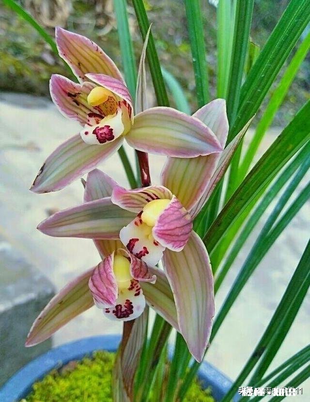 治疗兰花根腐病有哪些药