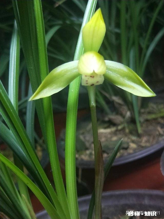 治疗兰花根腐病有哪些药