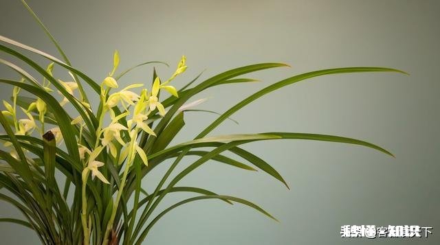 治疗兰花根腐病有哪些药