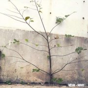 假如你对班上的一个男生很有好感，但是没过多久，你的闺蜜告诉你，她喜欢那个男生，你该