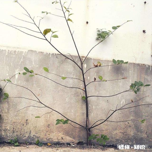 假如你对班上的一个男生很有好感,但是没过多久,你的闺蜜告诉你,她喜欢那个男生,你该怎么办