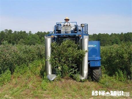 现在很多地方在发展花椒产业，会过剩吗