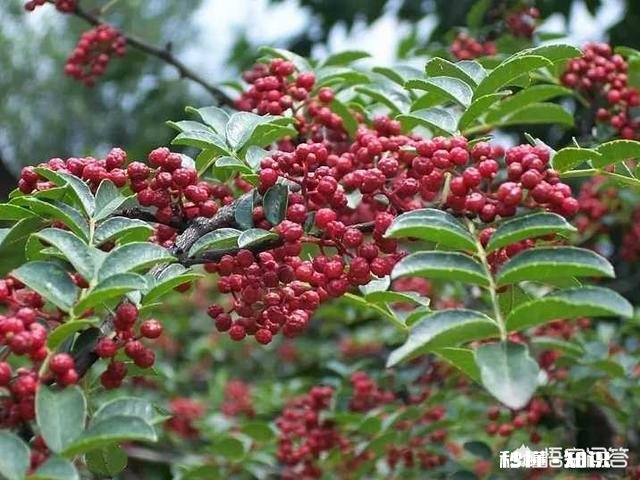 现在很多地方在发展花椒产业，会过剩吗