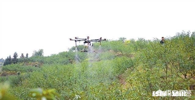 现在很多地方在发展花椒产业，会过剩吗