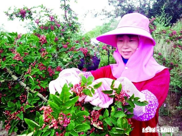 现在很多地方在发展花椒产业，会过剩吗