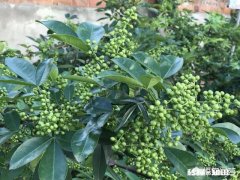 现在很多地方在发展花椒产业，会过剩吗