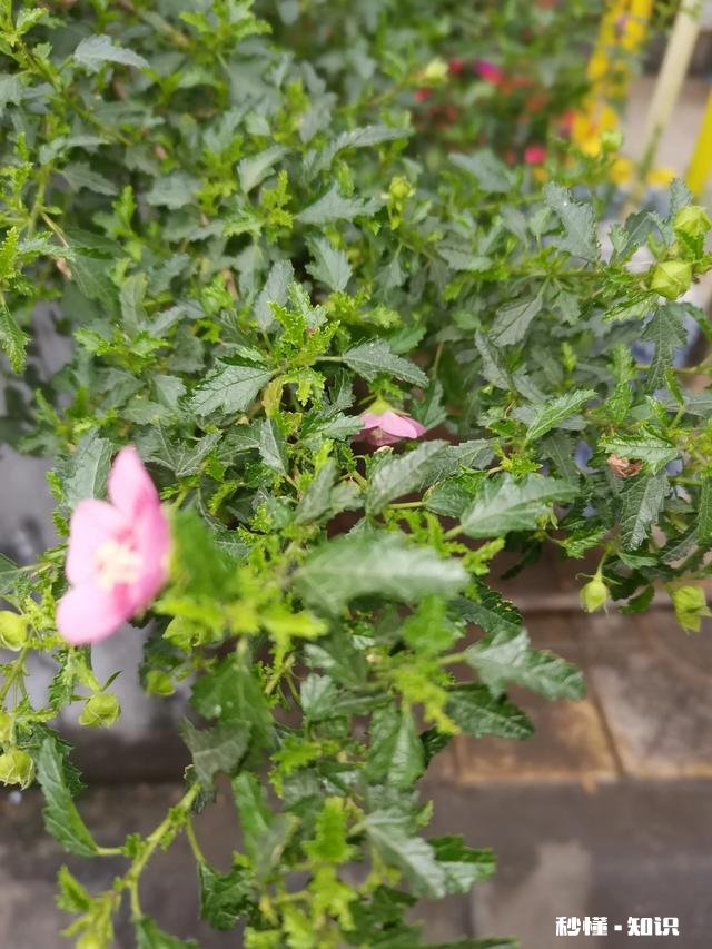 乌克兰现在有多少人口