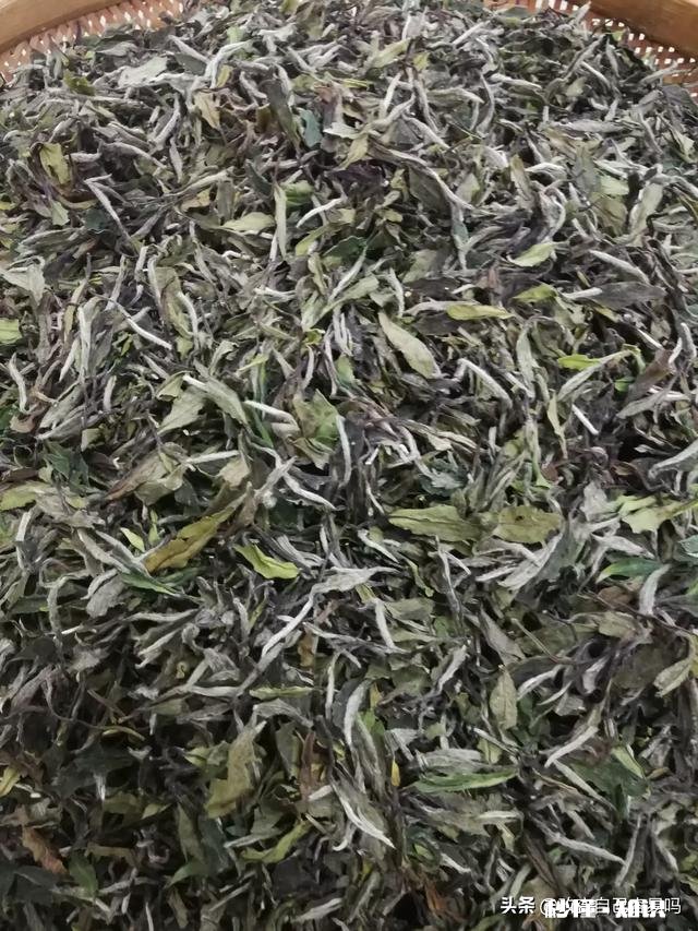 福鼎白茶的年份怎么区分