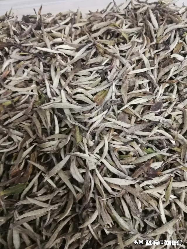 福鼎白茶的年份怎么区分