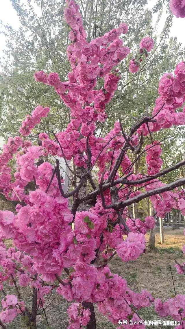 草鸡蛋比肉鸡蛋贵，是因为营养价值高吗