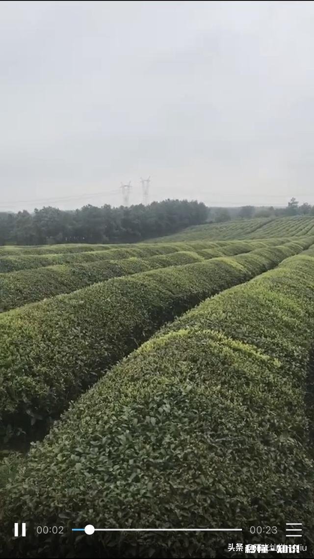 夏季上山，要注意哪些植物、昆虫和动物