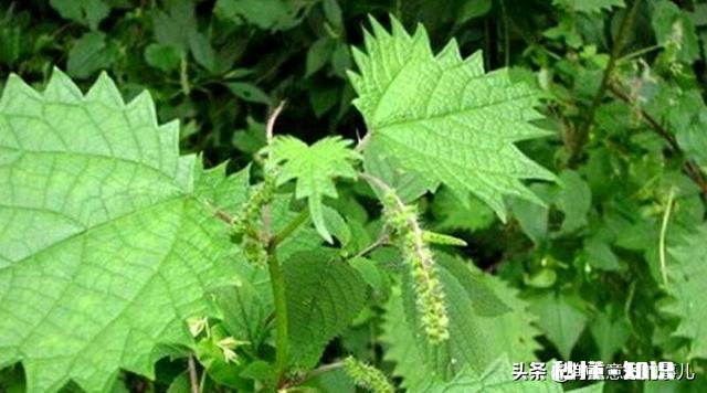 夏季上山，要注意哪些植物、昆虫和动物