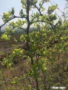 夏季上山，要注意哪些植物、昆虫和动物