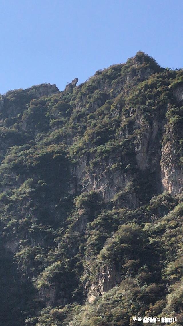 夏季上山，要注意哪些植物、昆虫和动物