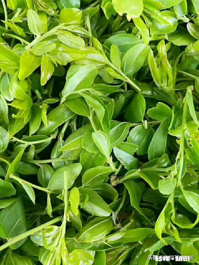 夏季上山，要注意哪些植物、昆虫和动物