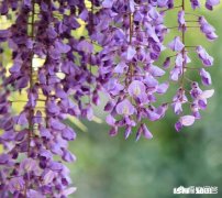 紫色的花有哪些