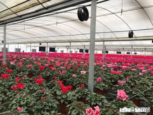 紫色的花有哪些