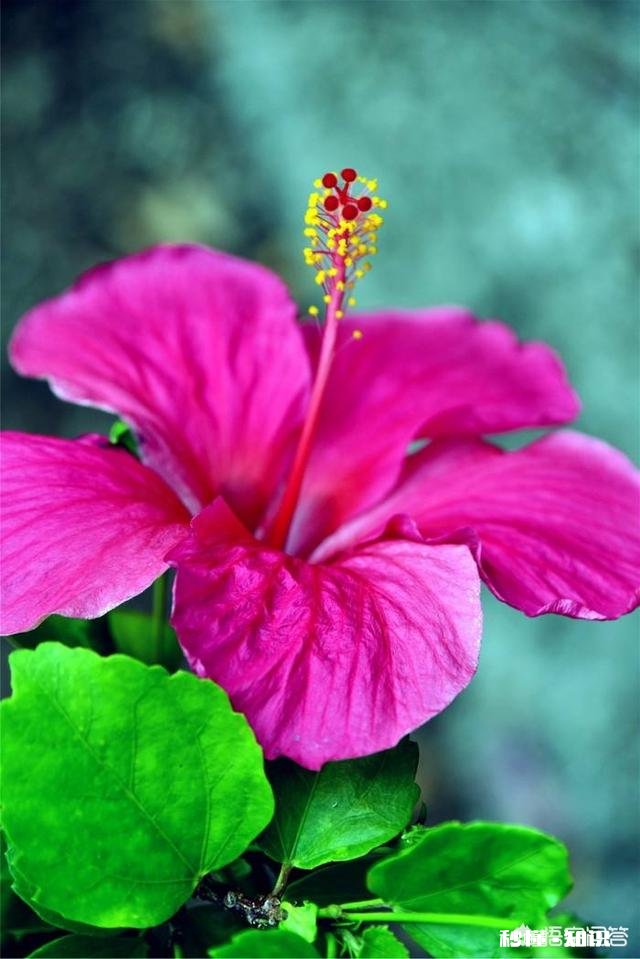 紫色的花有哪些