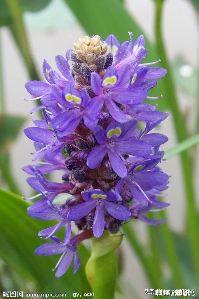 紫色的花有哪些