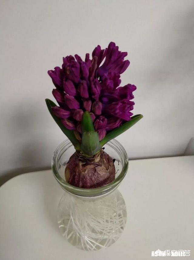 紫色的花有哪些