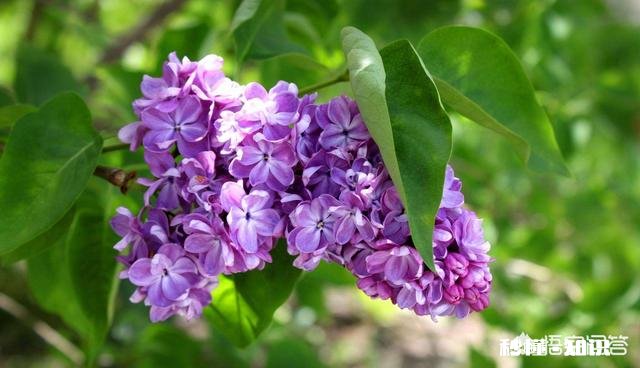 紫色的花有哪些