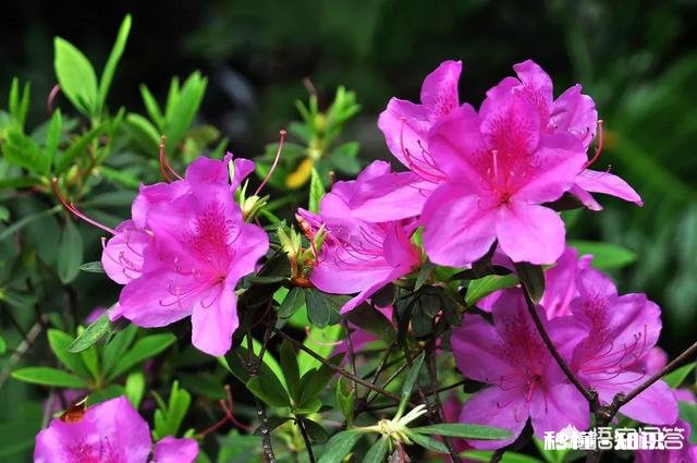 紫色的花有哪些