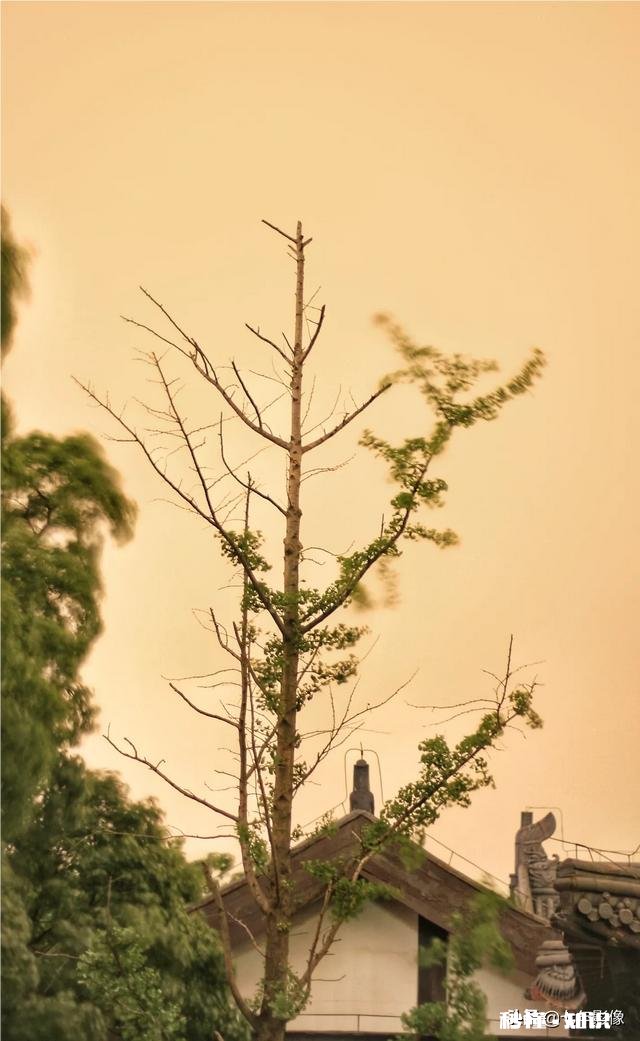 50的定焦镜头能拍什么