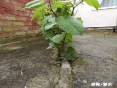 日本虎杖在英国泛滥成灾，为何在我国连长高都成问题