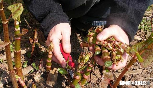 日本虎杖在英国泛滥成灾，为何在我国连长高都成问题