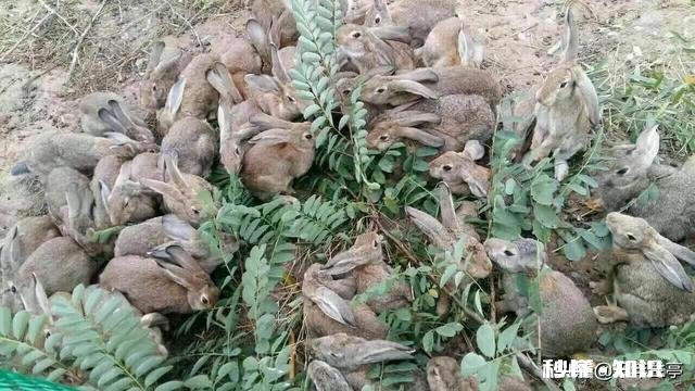 日本虎杖在英国泛滥成灾，为何在我国连长高都成问题