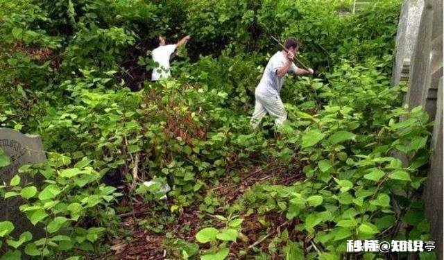 日本虎杖在英国泛滥成灾，为何在我国连长高都成问题