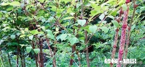 日本虎杖在英国泛滥成灾，为何在我国连长高都成问题