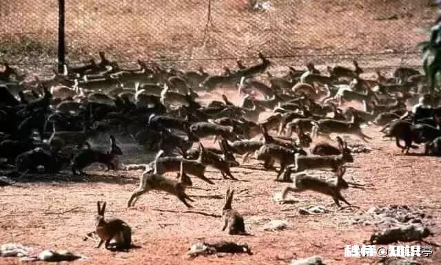 日本虎杖在英国泛滥成灾，为何在我国连长高都成问题