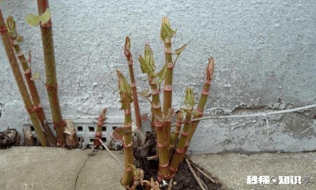 日本虎杖在英国泛滥成灾，为何在我国连长高都成问题