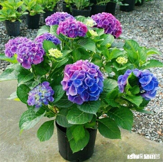 绣球花为什么有的开花很晚