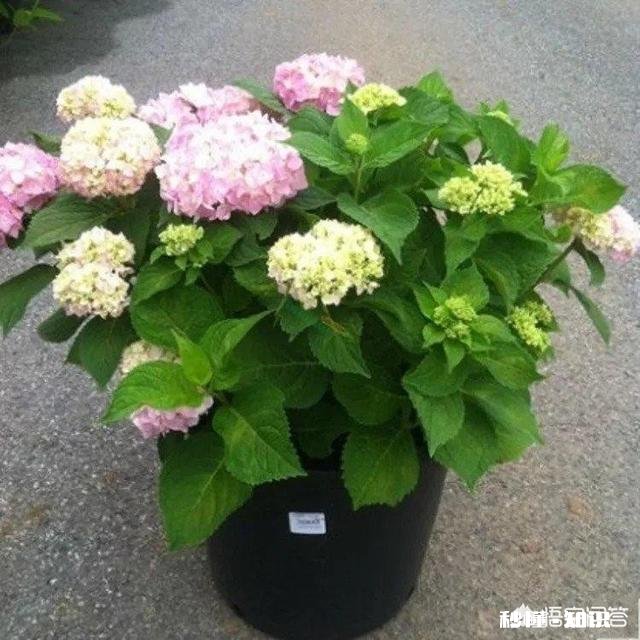 绣球花为什么有的开花很晚