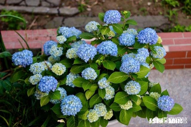 绣球花为什么有的开花很晚
