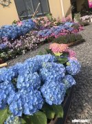 绣球花为什么有的开花很晚