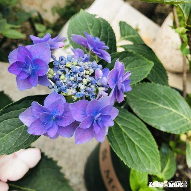 绣球花为什么有的开花很晚