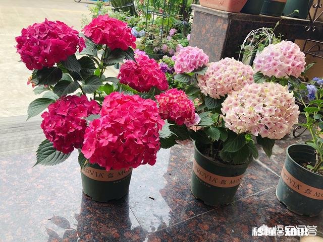 绣球花为什么有的开花很晚