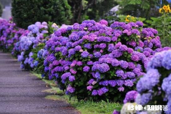 绣球花为什么有的开花很晚
