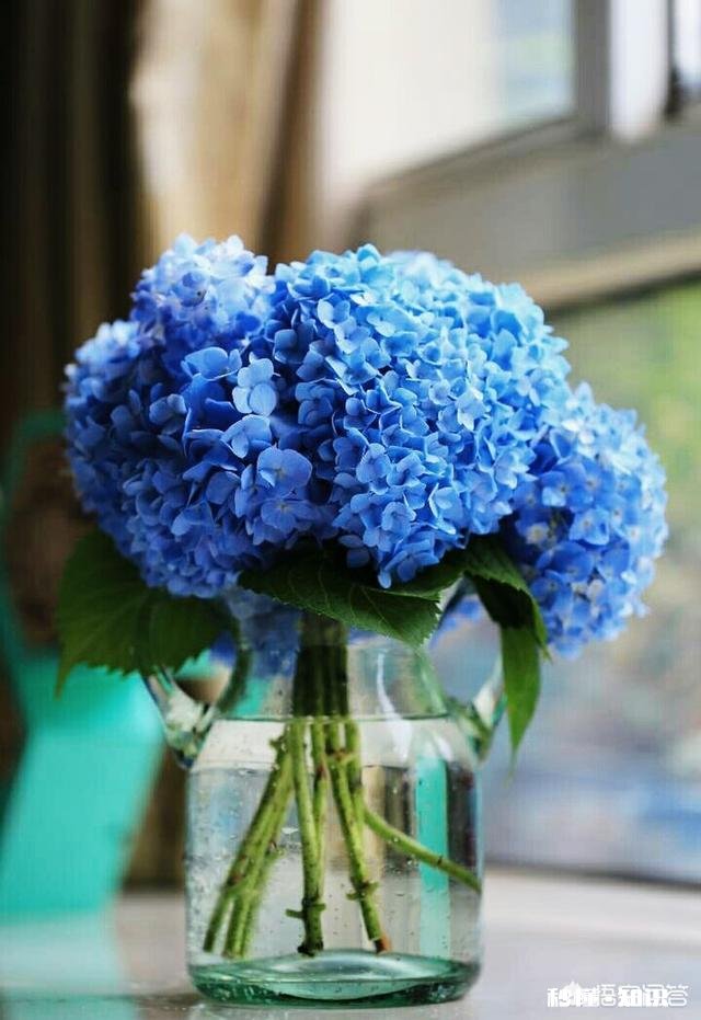 绣球花为什么有的开花很晚