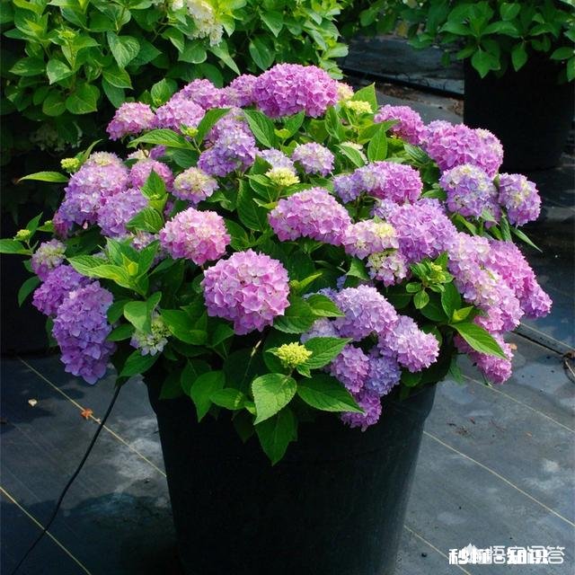 绣球花为什么有的开花很晚