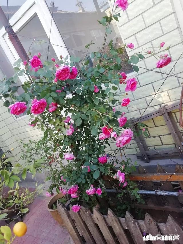 绣球花为什么有的开花很晚