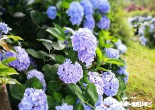绣球花为什么有的开花很晚