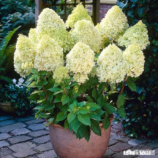 绣球花为什么有的开花很晚