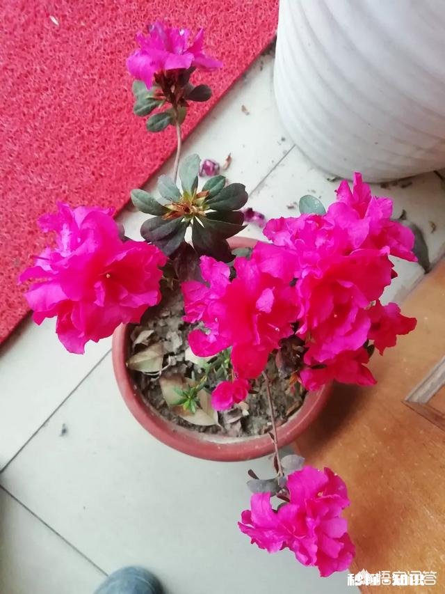 绣球花为什么有的开花很晚