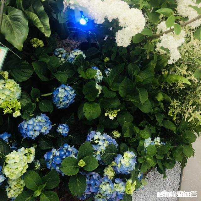 绣球花为什么有的开花很晚